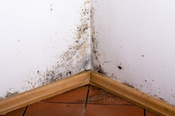 mold remediation